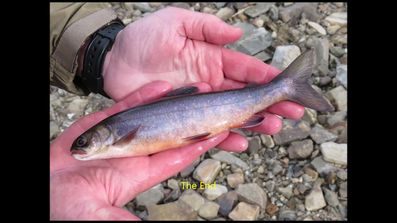 Arctic Char Fishing in the Cairngorms