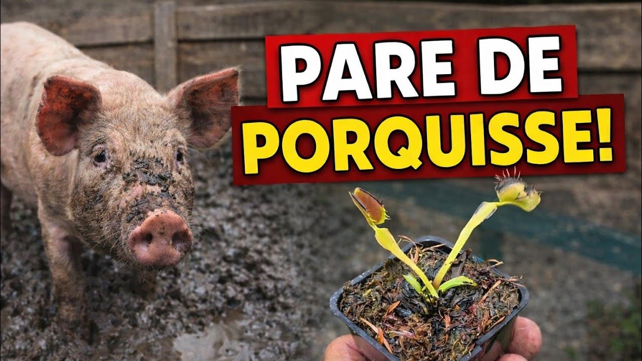 O PRINCIPAL ERRO DE TODOS COM DIONAEAS