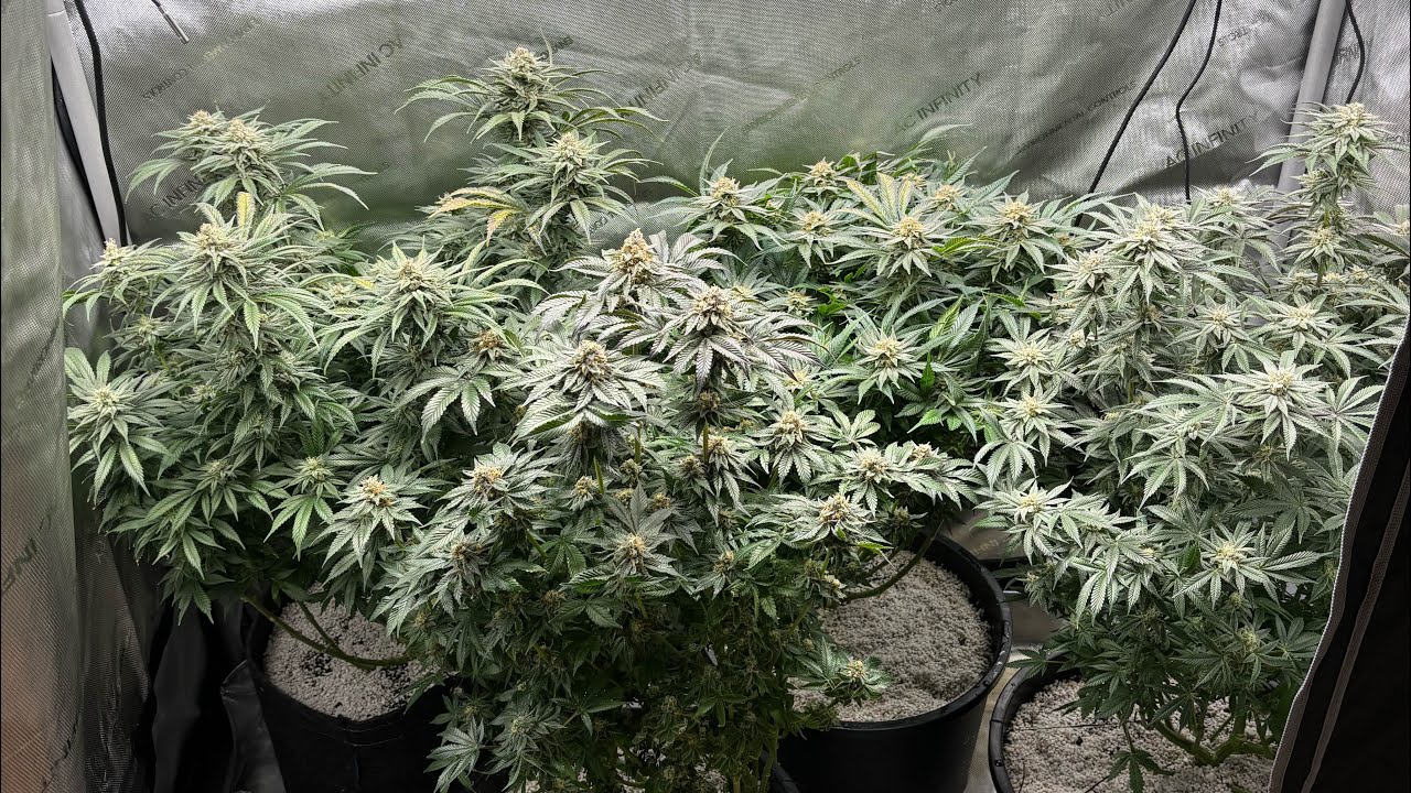 What a fun run it has been!! #growyourown #minnesota #myacgrow #winter #growwithus ​⁠#growtent