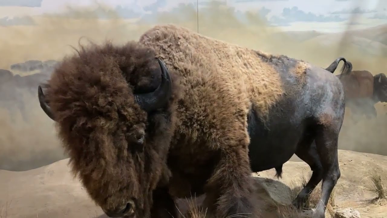 Wichita Mountains Wildlife Refuge Lawton OK