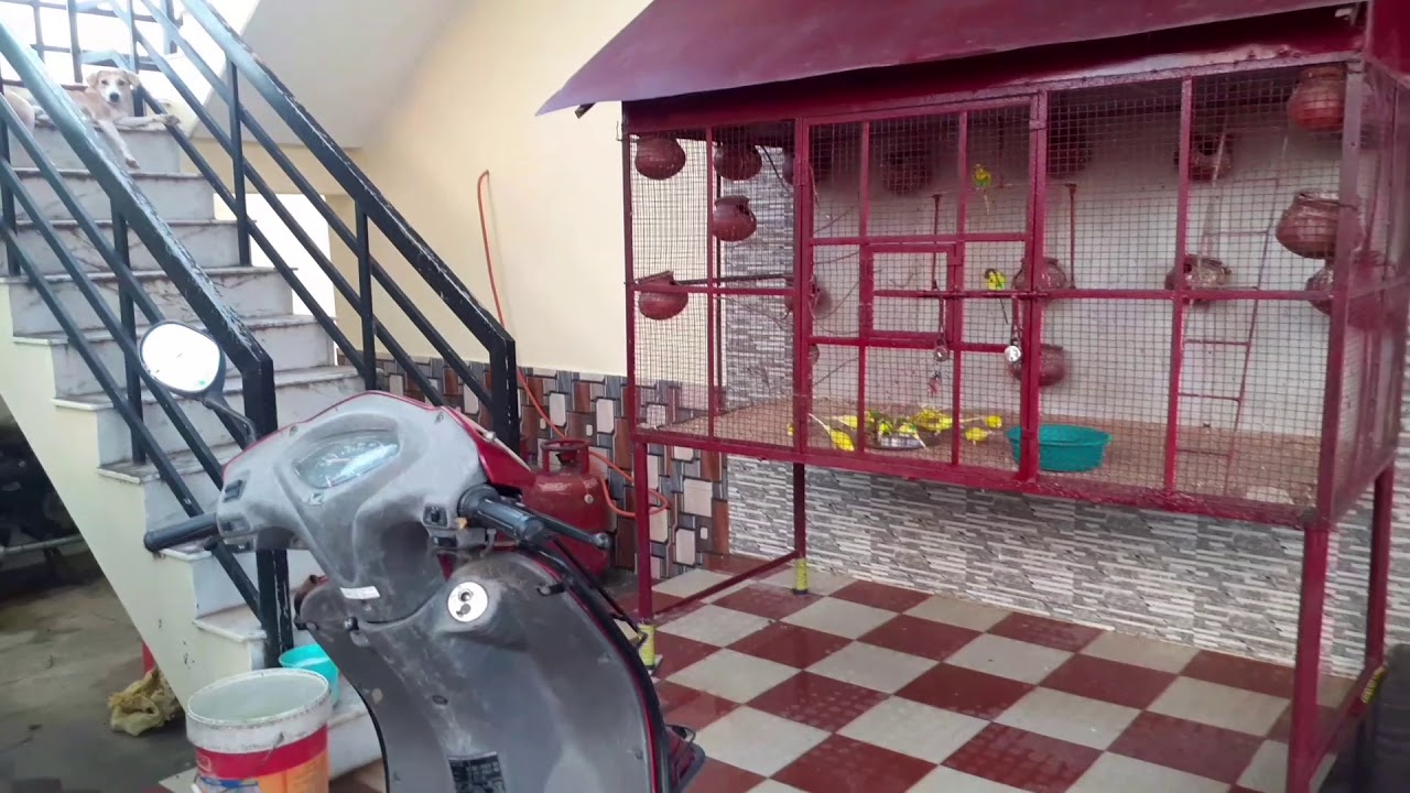 How To Clean your Love Birds Cage / in Tamil