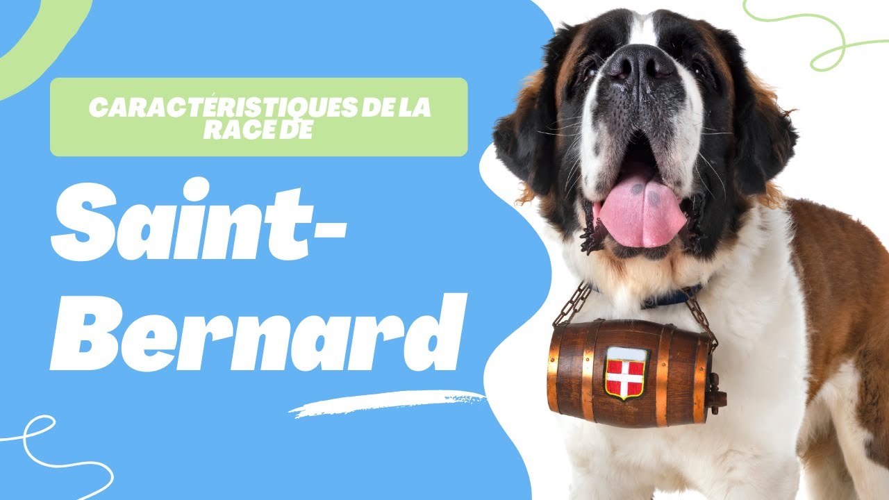 Caractéristiques De La Race De Saint-Bernard 🐶