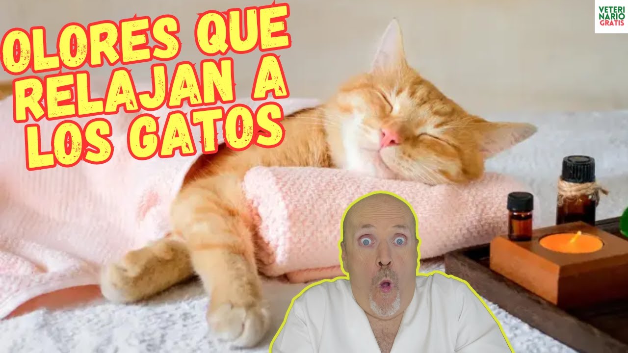 🐱 OLORES QUE RELAJAN A LOS GATOS 🐱