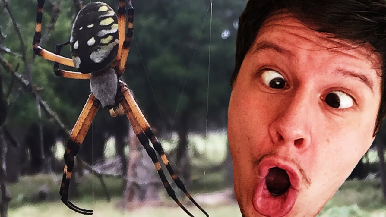 Monster Spinne vor der Haustür! Best of USA Urlaub Teil 1