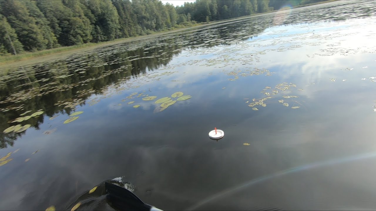 Кружки.На озере в Городокском районе.