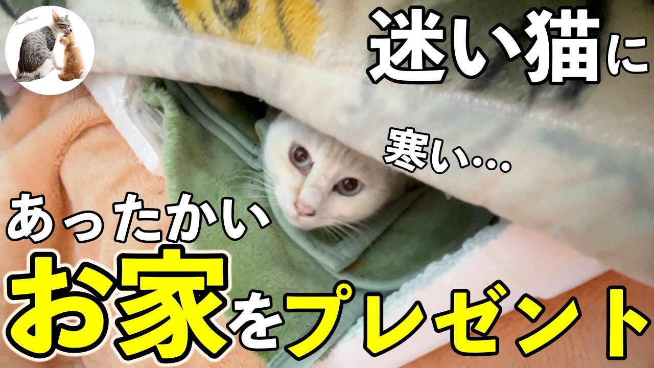 結婚できない男が迷い猫に家を作った話