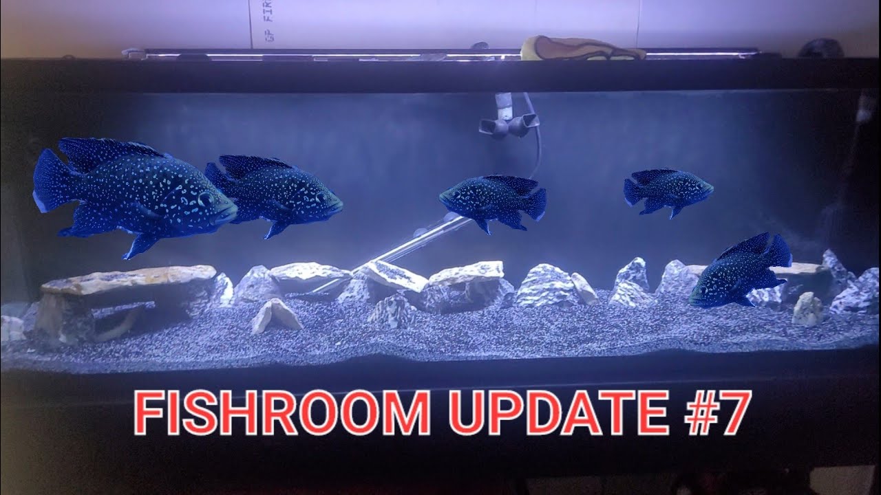 STARRY NIGHT CICHLIDS GET A 125 GALLON 6FT AQUARIUM (FISHROOM UPDATE #7)