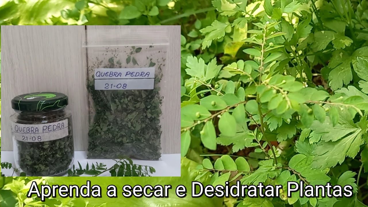 Aprenda a Secar e Desidratar Ervas Arom&aacute;ticas e Medicinais - Quebra Pedra