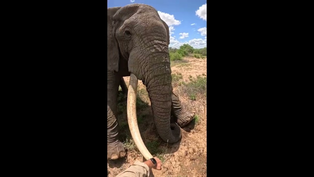 Speared Elephant Sighted, Treated, and Saved | Sheldrick Trust