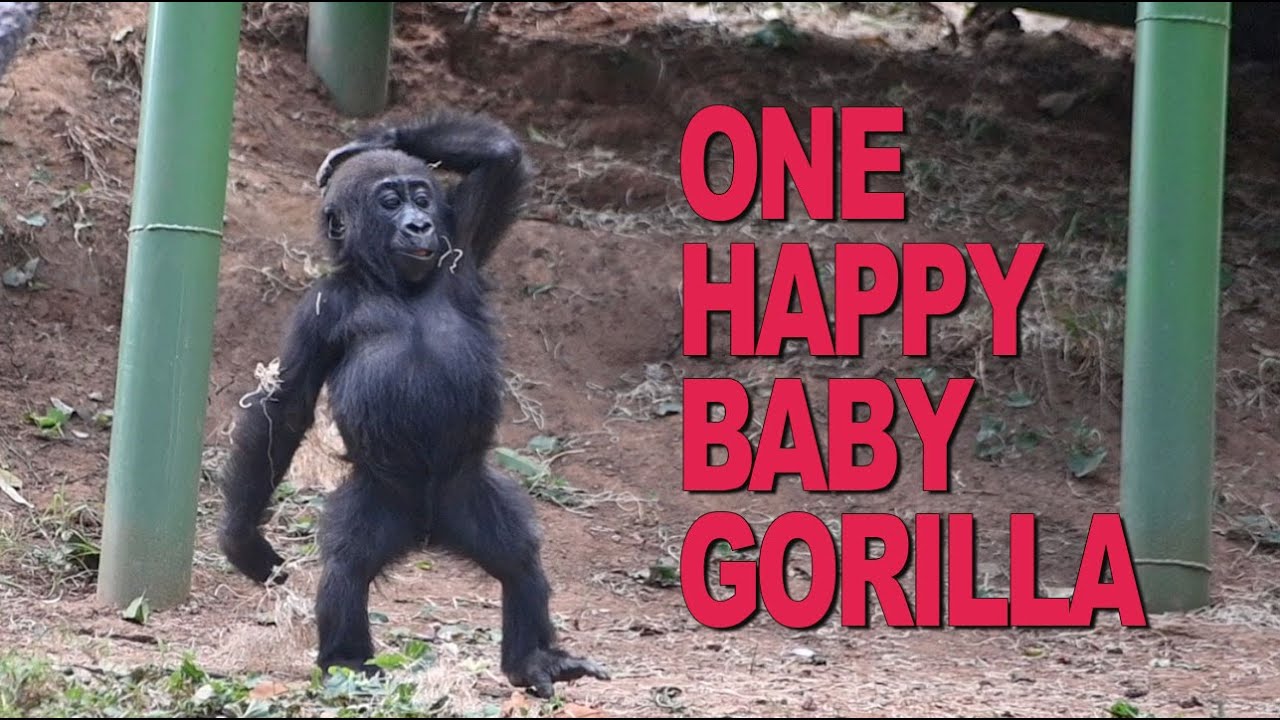 Gorilla Family loves their Upgraded Habitat!