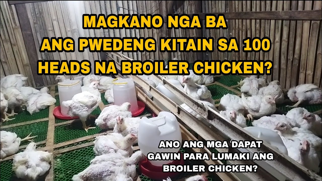 MAGKANO ANG PWEDENG KITAIN SA PAGAALAGA NG 100 HEÀDS BROILER CHICKEN