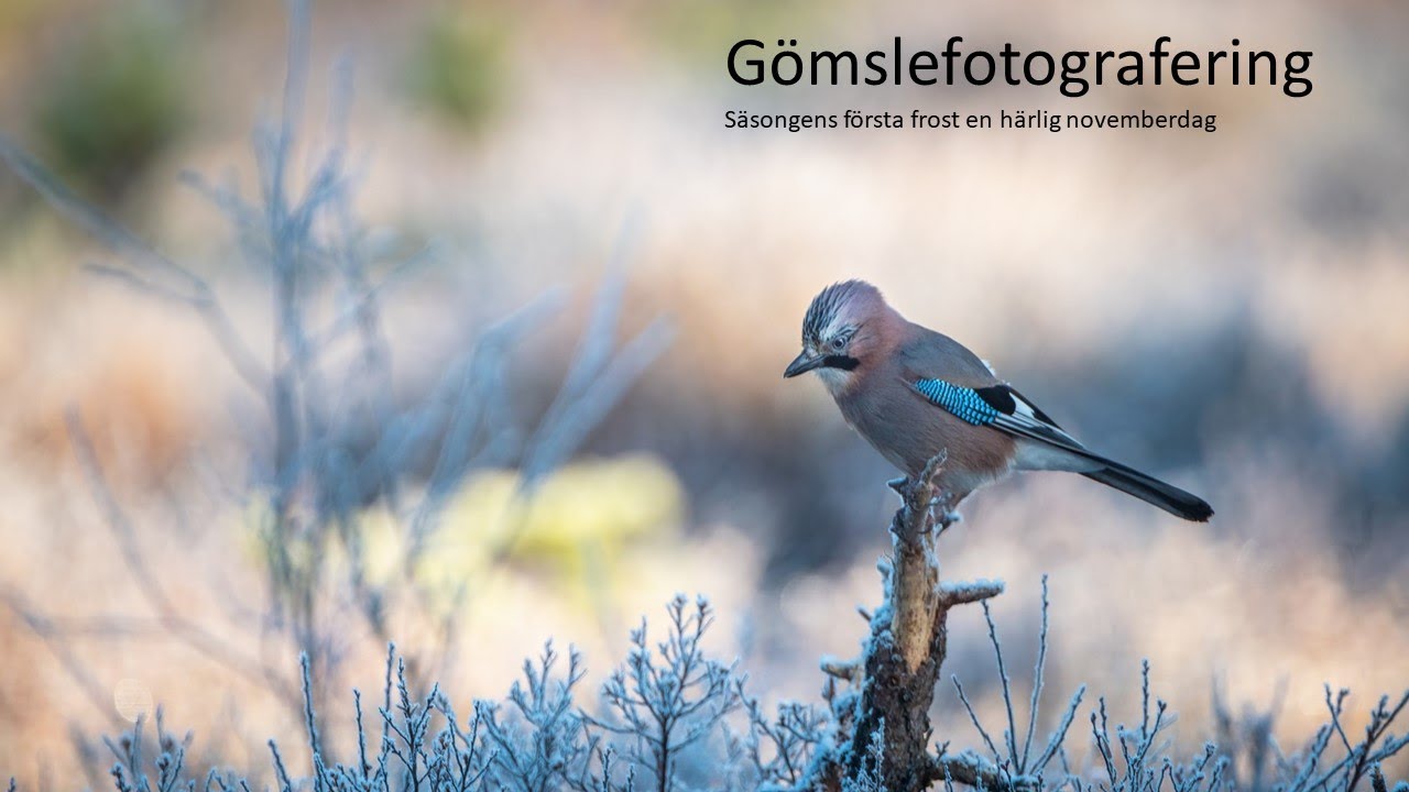 Gömslefotografering
