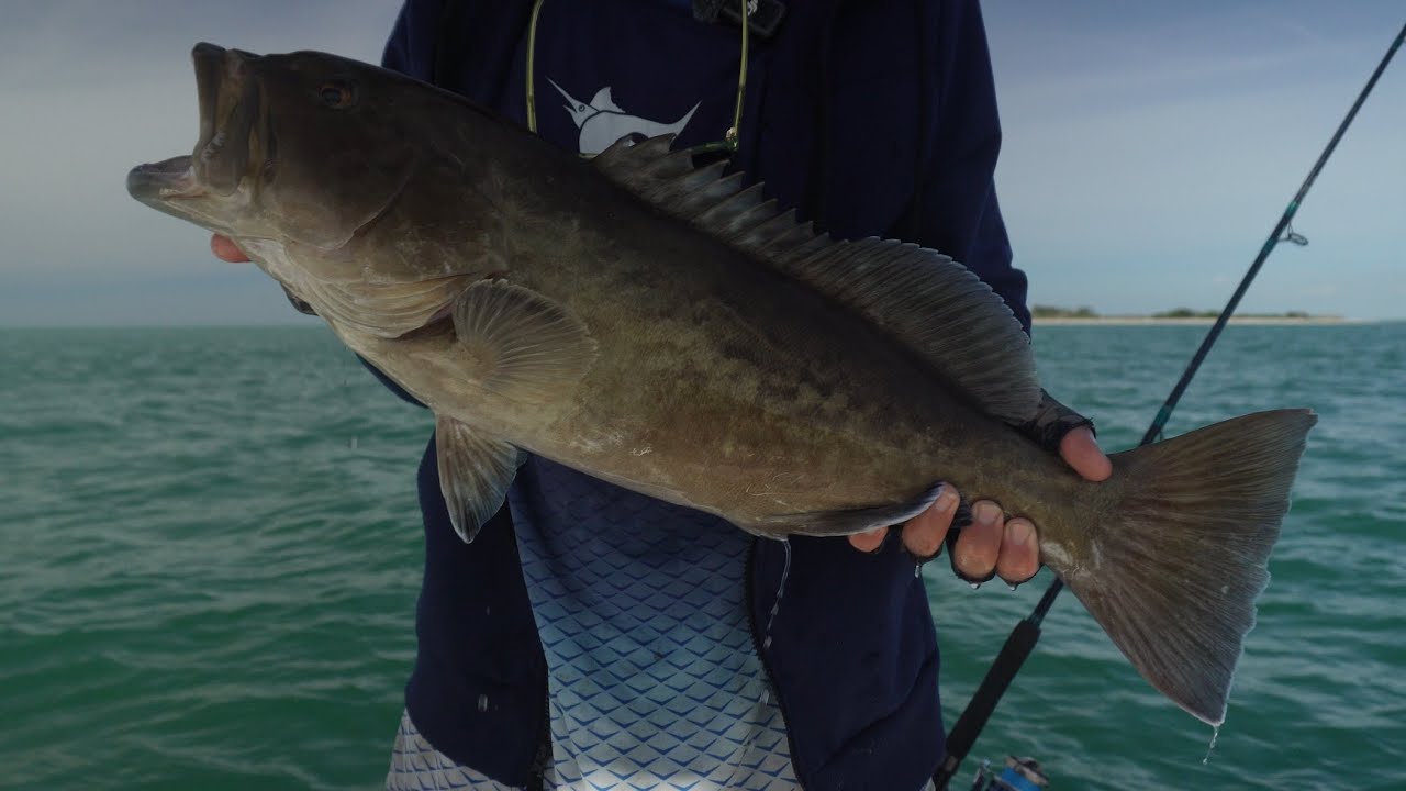 Tampa Bay Gag Grouper City! Ta technika je oczyści