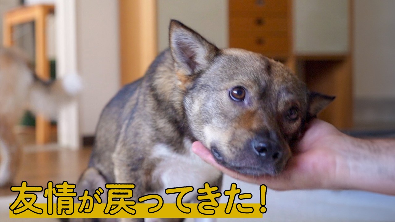祝！パパ＆チャーの「男の友情」が復活したよ！（５ヶ月ぶりにパパと距離が近づいた日）