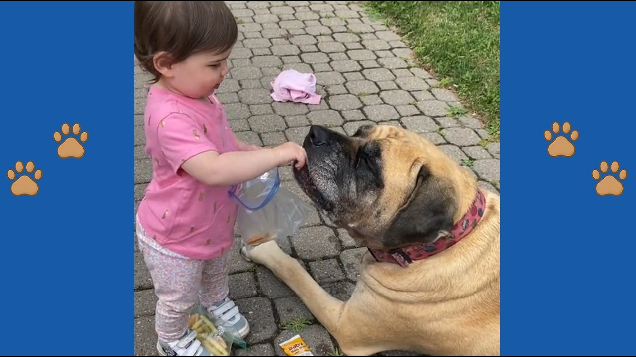 Nobody Wanted This 200lb Giant Until She Found a Way to Make a Silent Girl Walk.