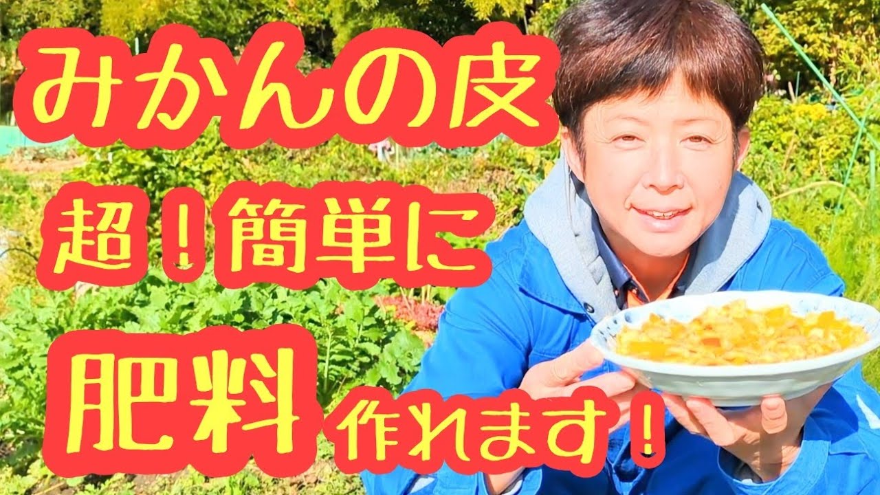 捨てないで！材料は２つだけ【みかんの皮】と【乳酸菌エキス】で超😀簡単に肥料が作れます！
