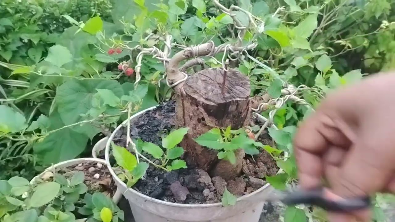 Menikmati prosesnya Membuat Bonsai Murbei