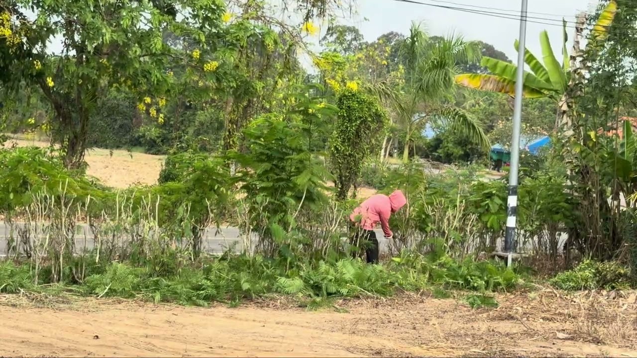 EP.5 ภารกิจแต่งกิ่งต้นชะอม 🌿✂️ แม่ปลูก ลูกตัดแต่ง ✂️พอตัดขาย…แม่ได้ตังค์ 💸ลูกได้เหงื่อ 55555 😆