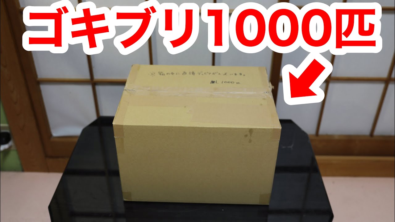 家にゴキブリ１０００匹が届きました
