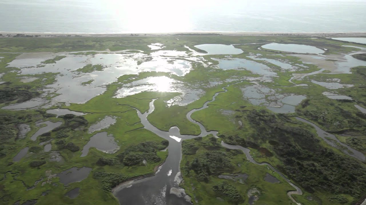 Estuarine Ecology