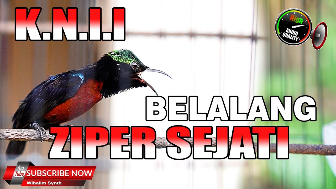 MASTERAN KONIN GACOR FULL ISIAN ZIPER SEJATI VARIASI BELALANG JERNIH PANJANG MEWAH KOLIBRI NINJA !!