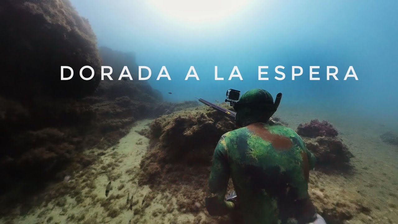 DORADON A LA ESPERA EN PESCA SUBMARINA