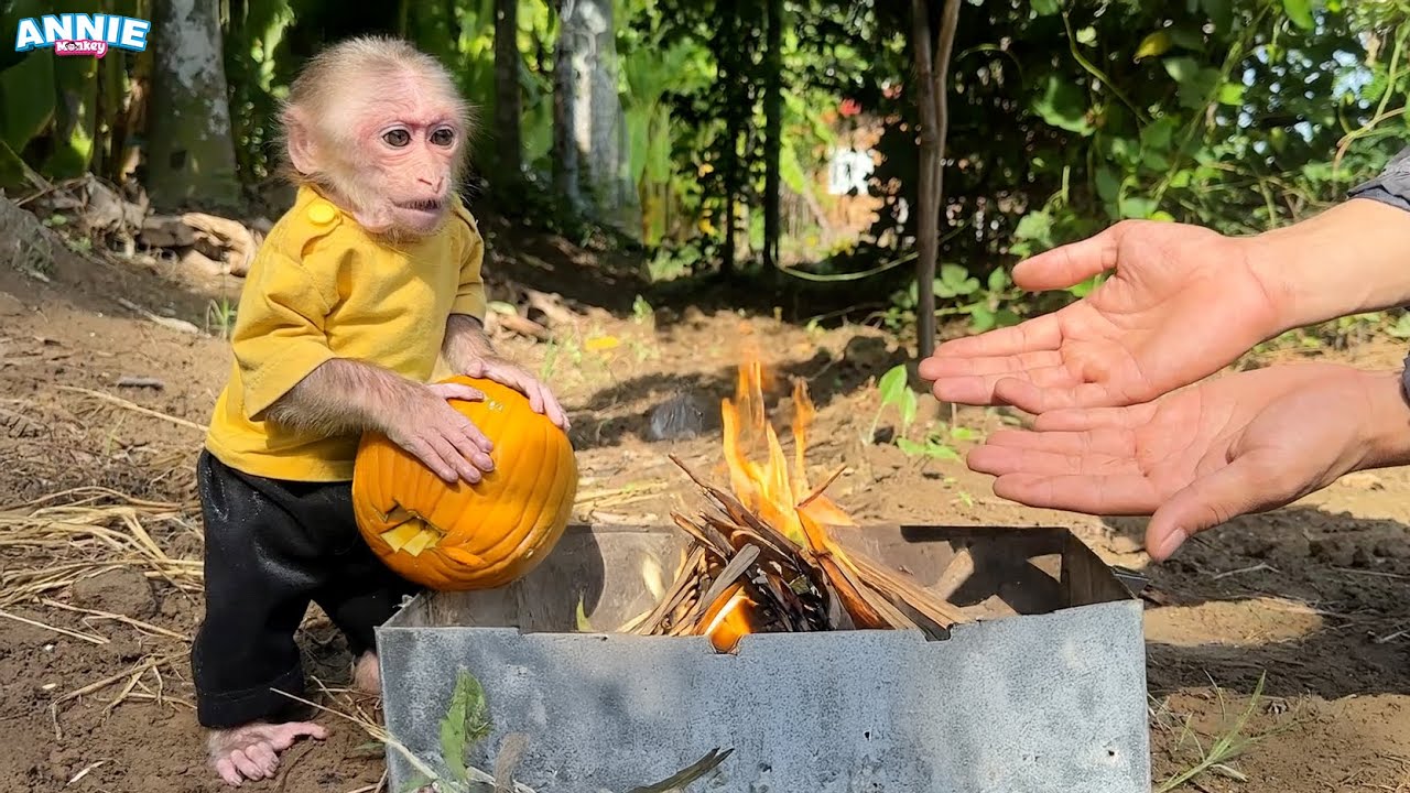 Monkey Annie helps dad make a special roasted pumpkin