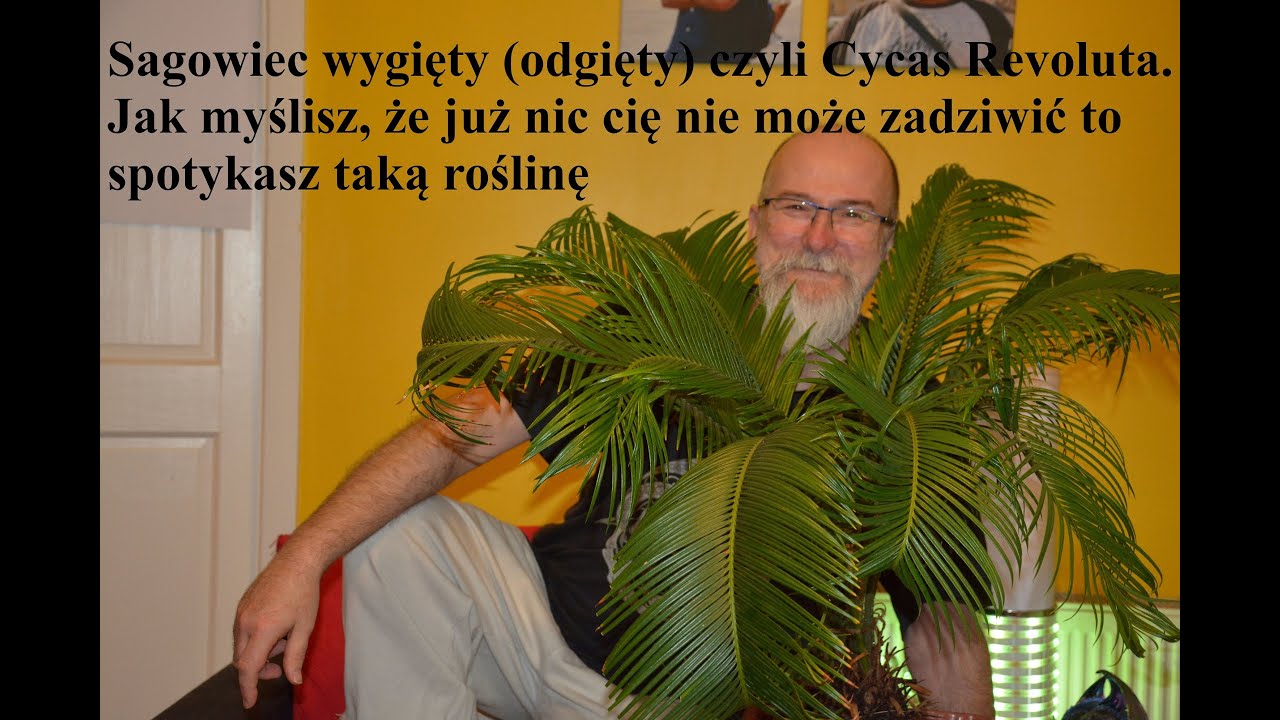 Cycas Revoluta czyli Sagowiec wygięty (odgięty).