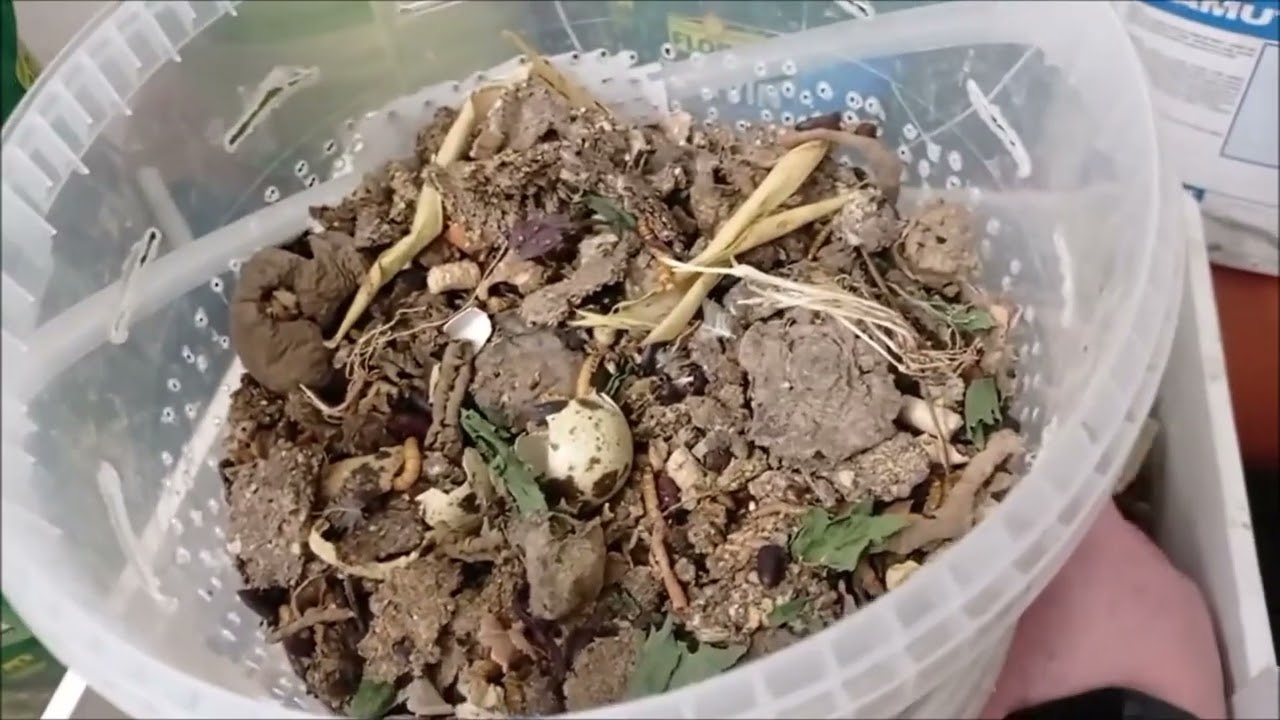 Můj chov Moučných červů, Potemník moučný. Po cca 1 roce možná déle..