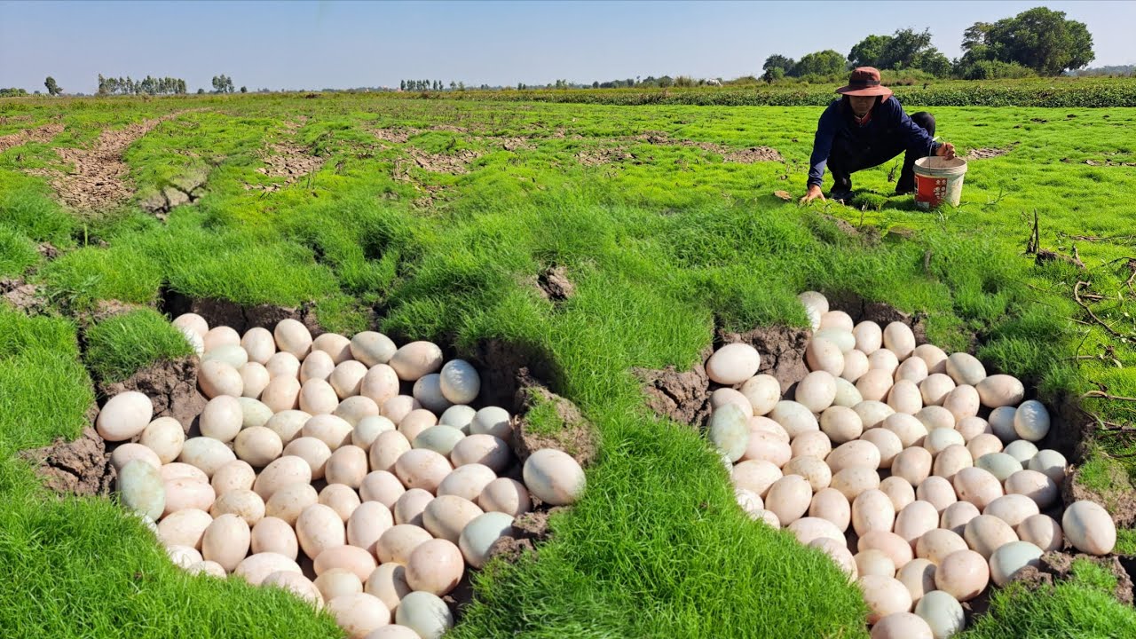 Wow unique  !A farmer picked a lot of duck eggs in a green grassy field in the rugged terrain.