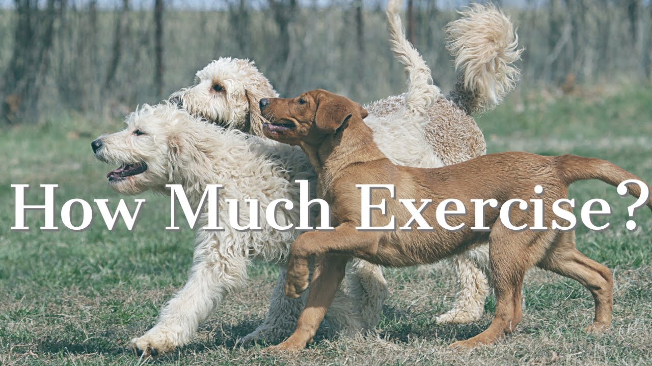 Puppy Play and Exercise