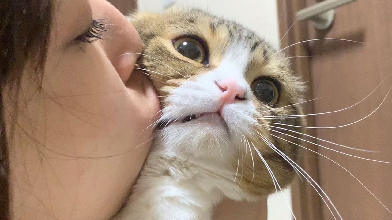 ママに猫吸いされてドン引きしちゃった猫