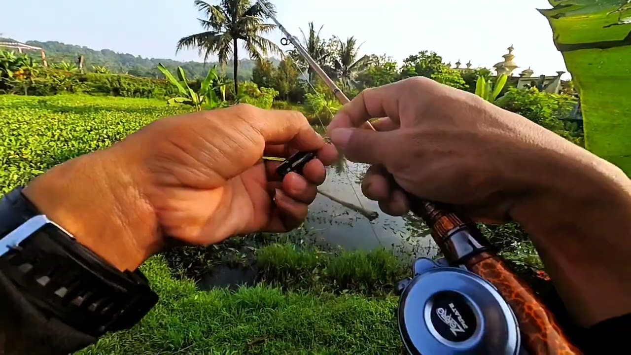Bc murah tapi berkualitas. Zorro pirate 🔥🔥🔥. 