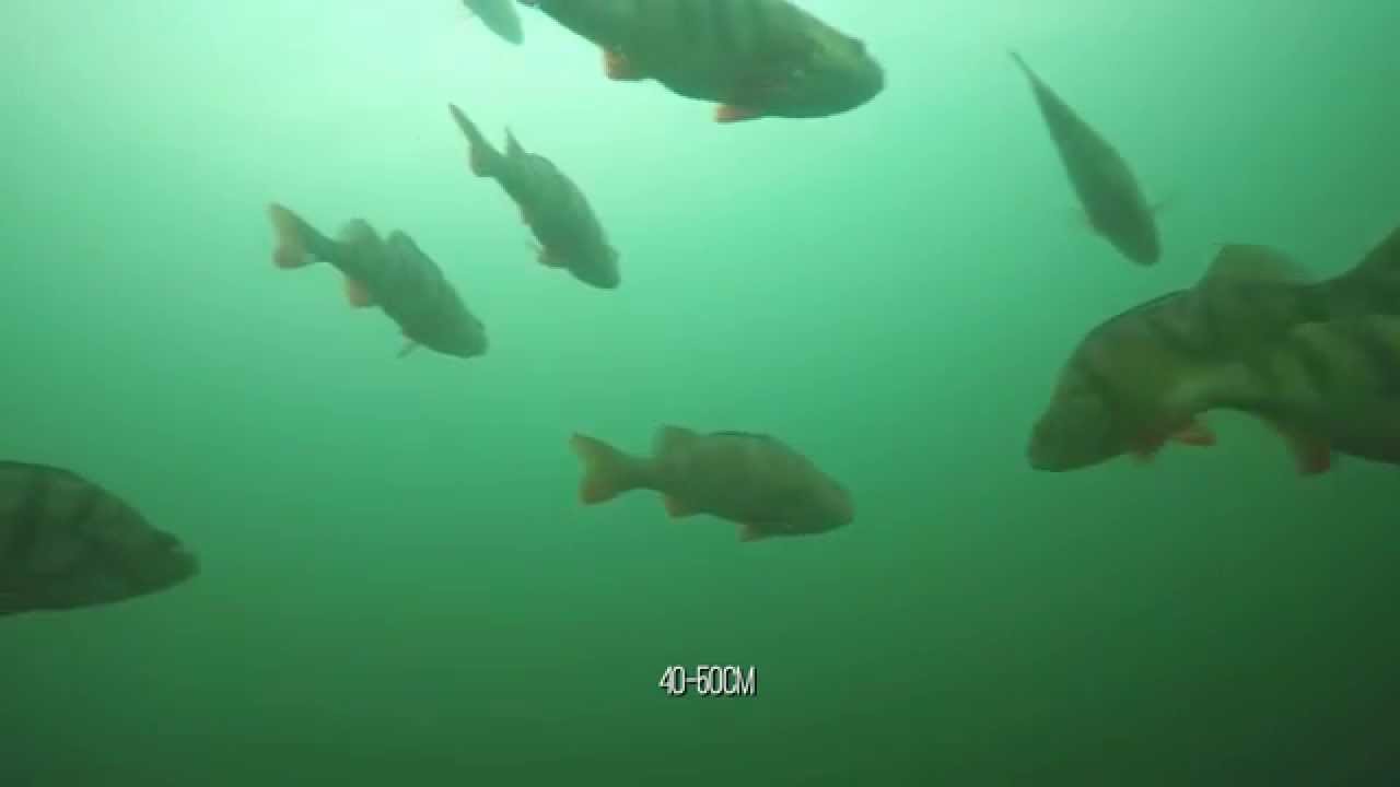 Barsche am  Limit - Speicherbecken Geeste