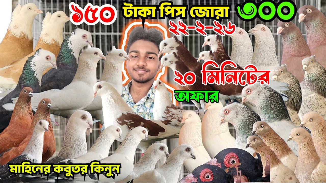 ১৫০ টাকা পিস জোরা ৩০০ টাকা কিনুন। গিরিবাজ কবুতর গররা, দামাসিন। রেসার, পাকিস্তানি কবুতর। মাহিনের 