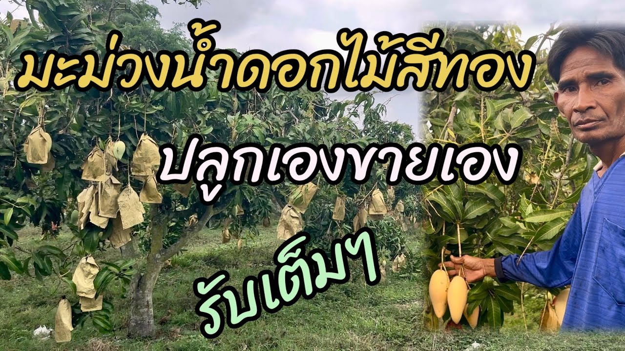 ปลูกเองขายเองรับเต็มๆ/มะม่วงน้ำดอกไม้สีทอง