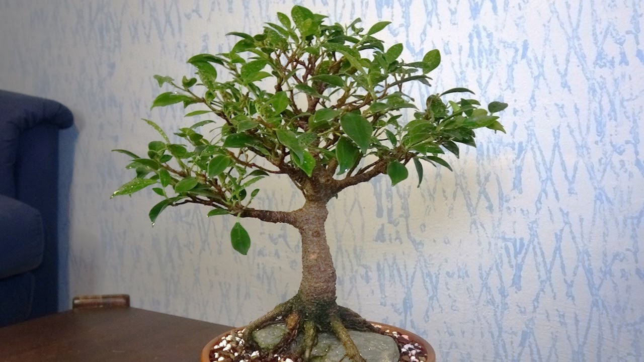 Repoting root over rock Ficus / indoor Ficus bonsai tree