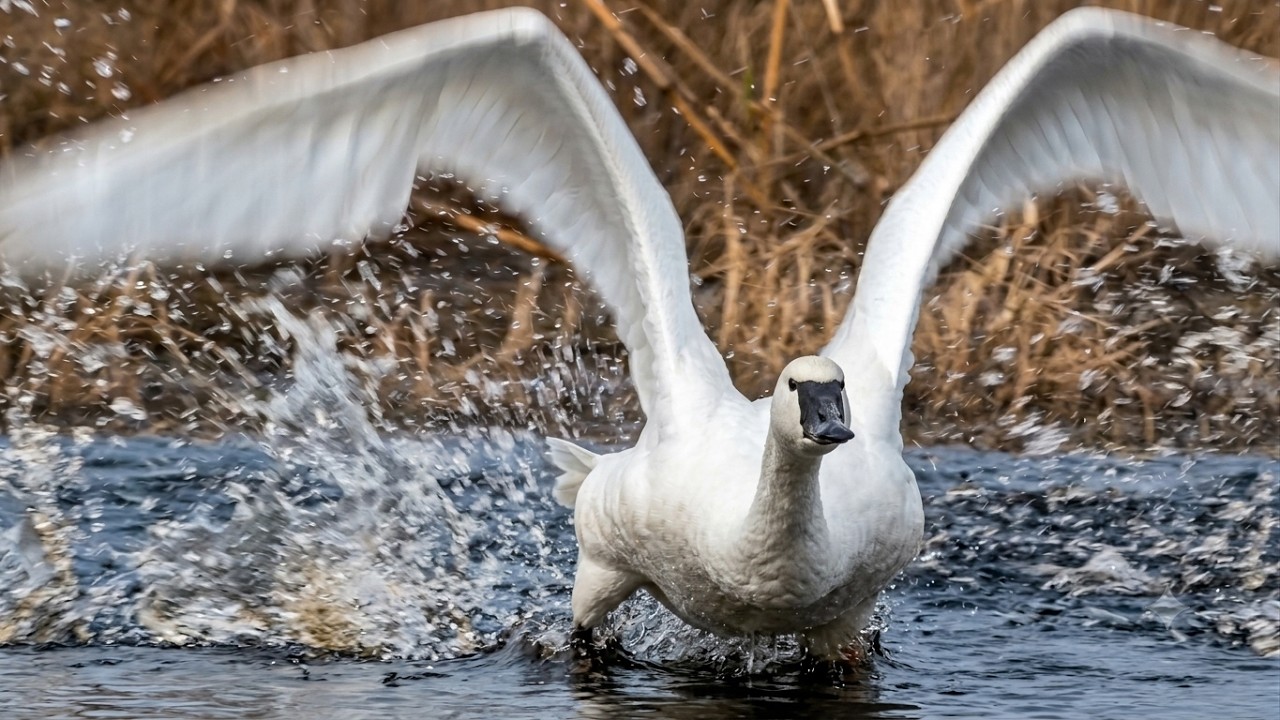 Swan flying, take off and landing | Call sounds | Bird