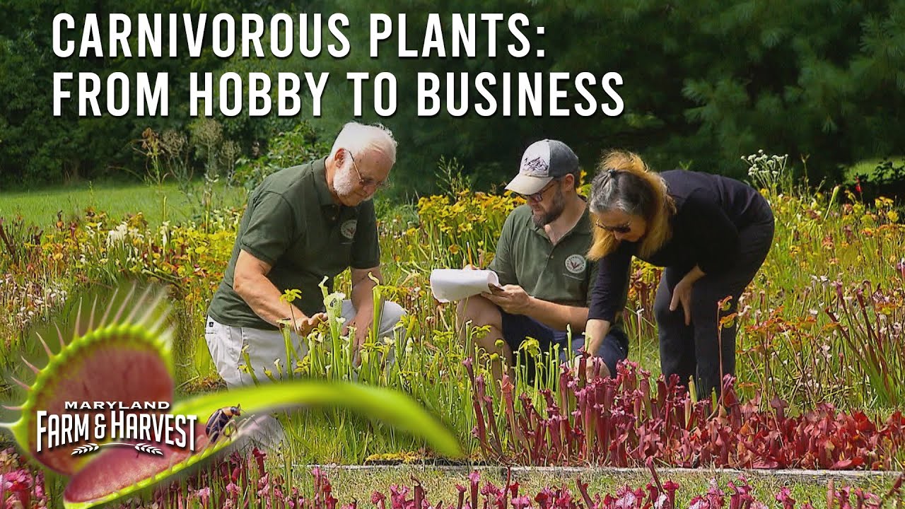 Turning Carnivorous Plants from a Hobby into a Business  |  MD F&H