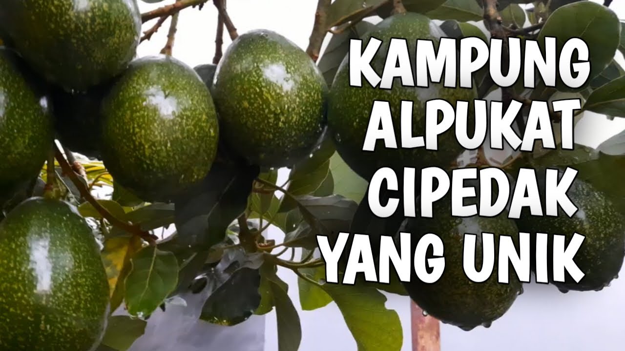 Kampung Alpukat Cipedak, Satu Rumah Satu Pohon Alpukat !! Eps. 36