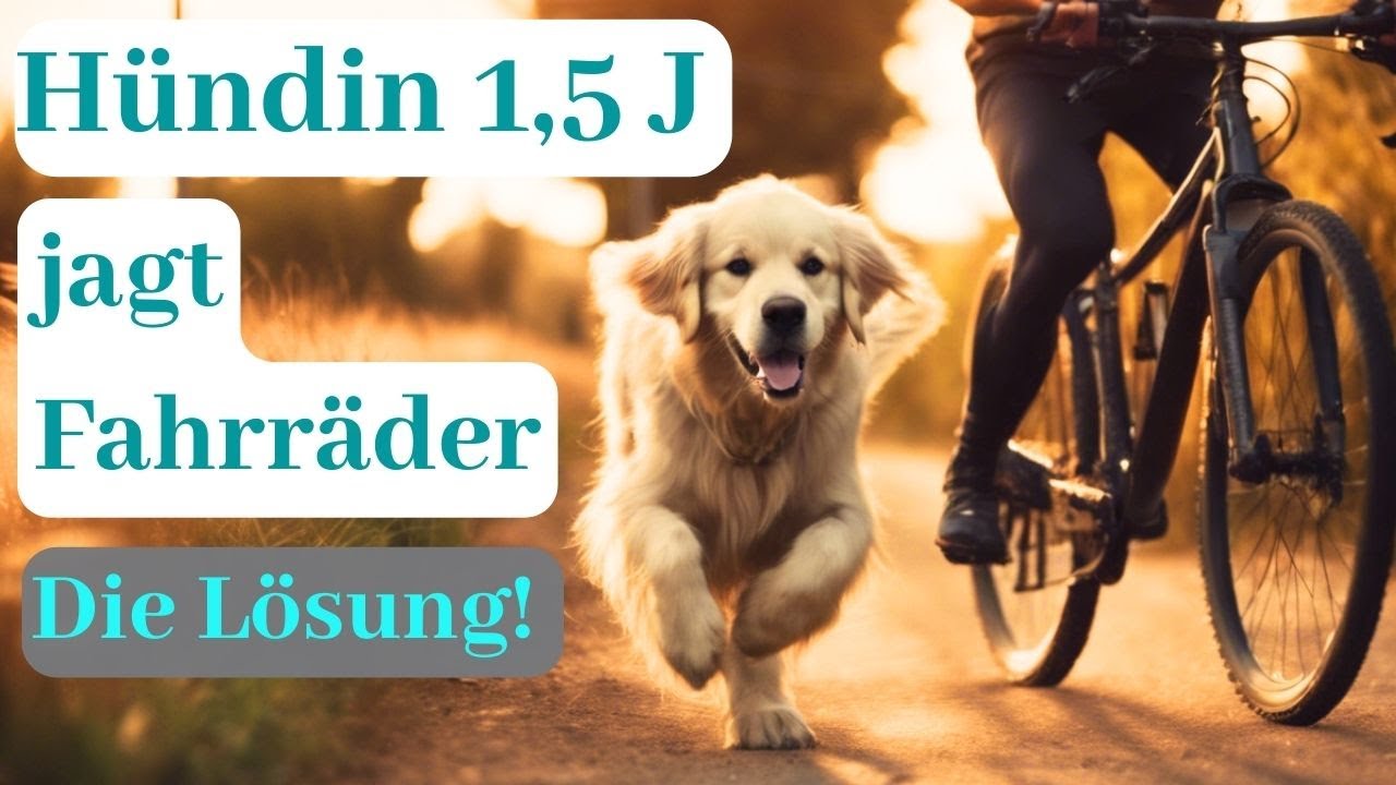 Fahrrad-Fieber: Wie man Hunden das Jagen abgewöhnt!