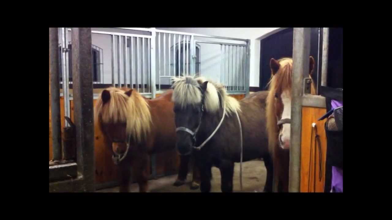 Stallkompisar