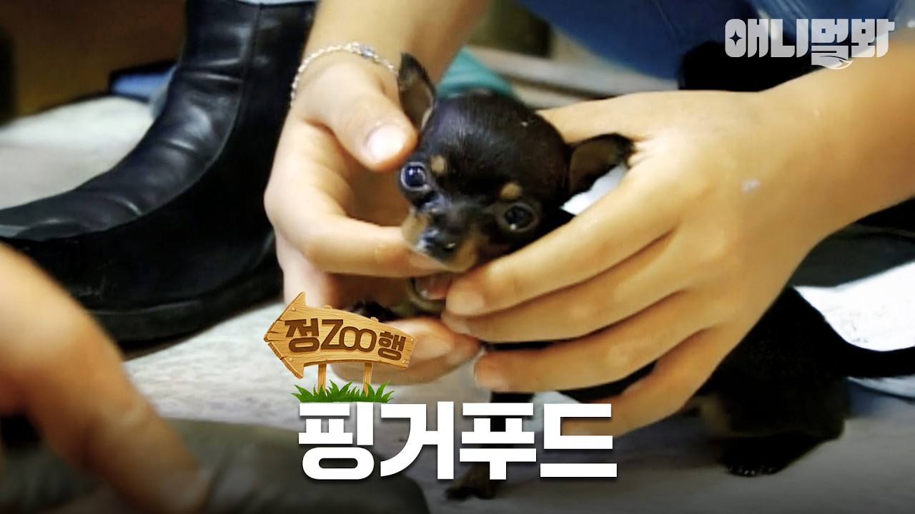 [#정ZOO행] 동물농장X순풍산부인과 미달이 콜라보는 처음 보지?🏥  | EP.9 #TV동물농장 #AnimalFarm #애니멀봐
