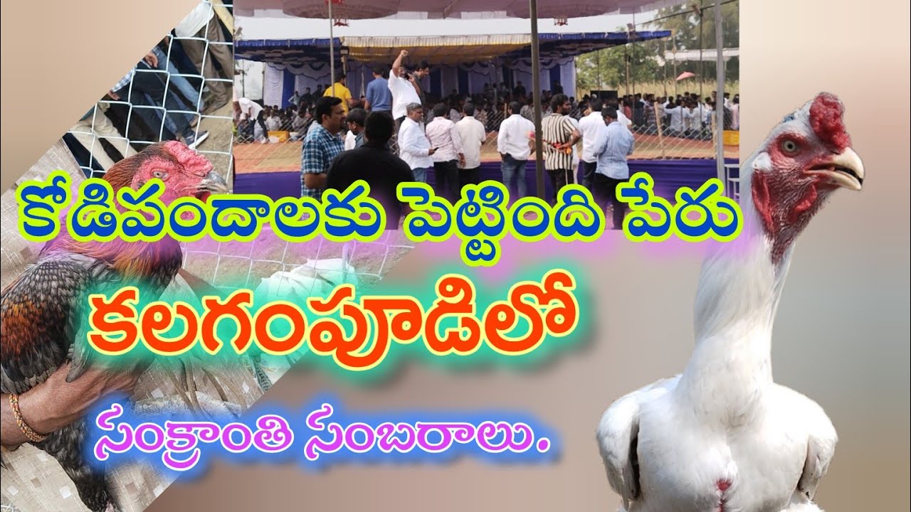 Sankranthi festival || Kalagampudi || గోదావరి జిల్లాల సంక్రాంతి పండుగ సంబరాలు కలగంపూడి.