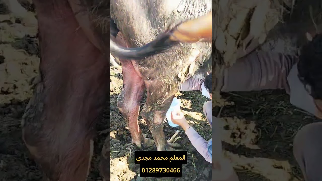 ينهار ابيض علي الي حصل مع المعلم محمد مجدي 01273686820