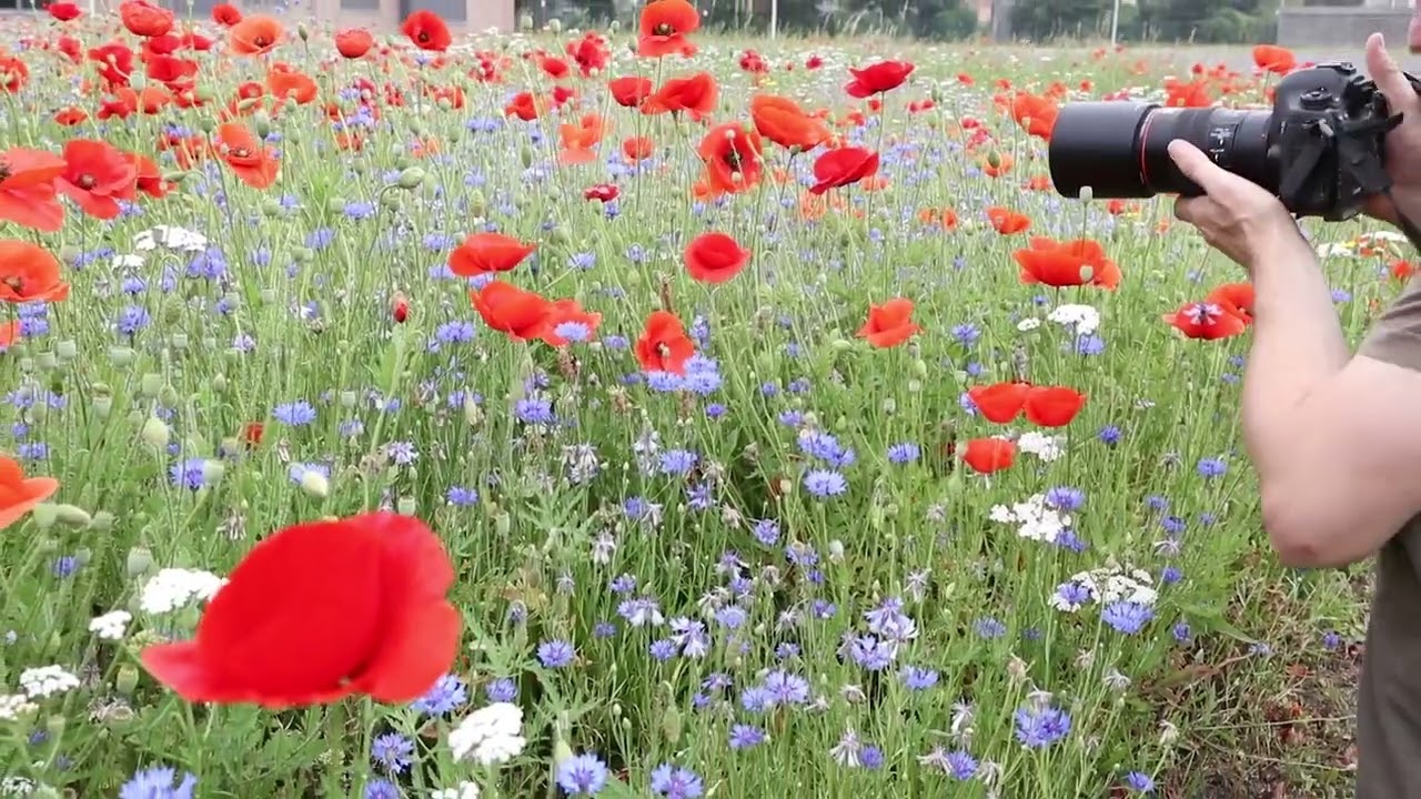 Manuelle Fokussierung - Meisterkurs k&uuml;nstlerische Blumenfotografie