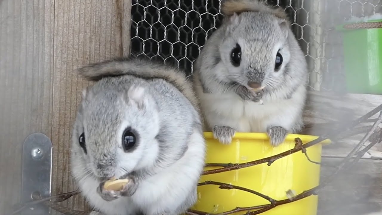 アニメのような愛くるしさ！エゾモモンガ 【旭山動物園】