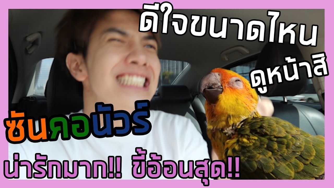 พา นกซันคอนัวร์ ตัวใหม่เข้าบ้าน น่ารักมาก!! ขี้อ้อนสุด!! | Zellfie