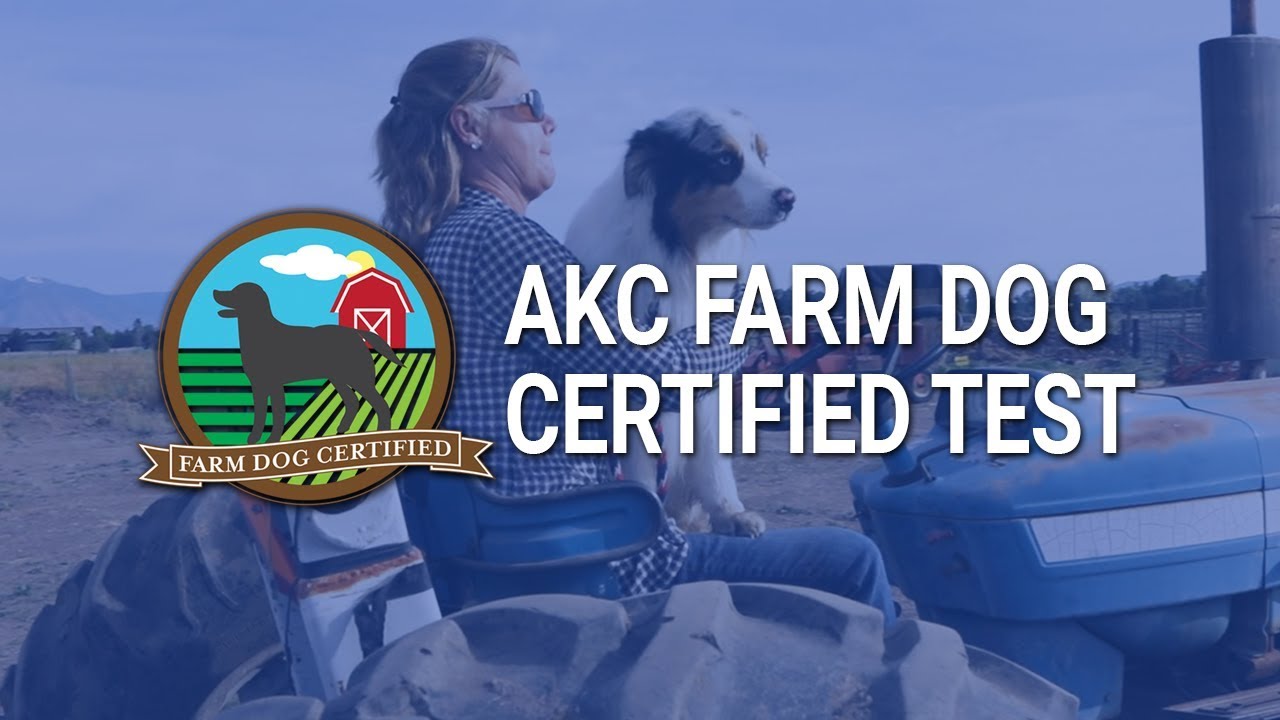 Сертификационный тест AKC для фермерских собак