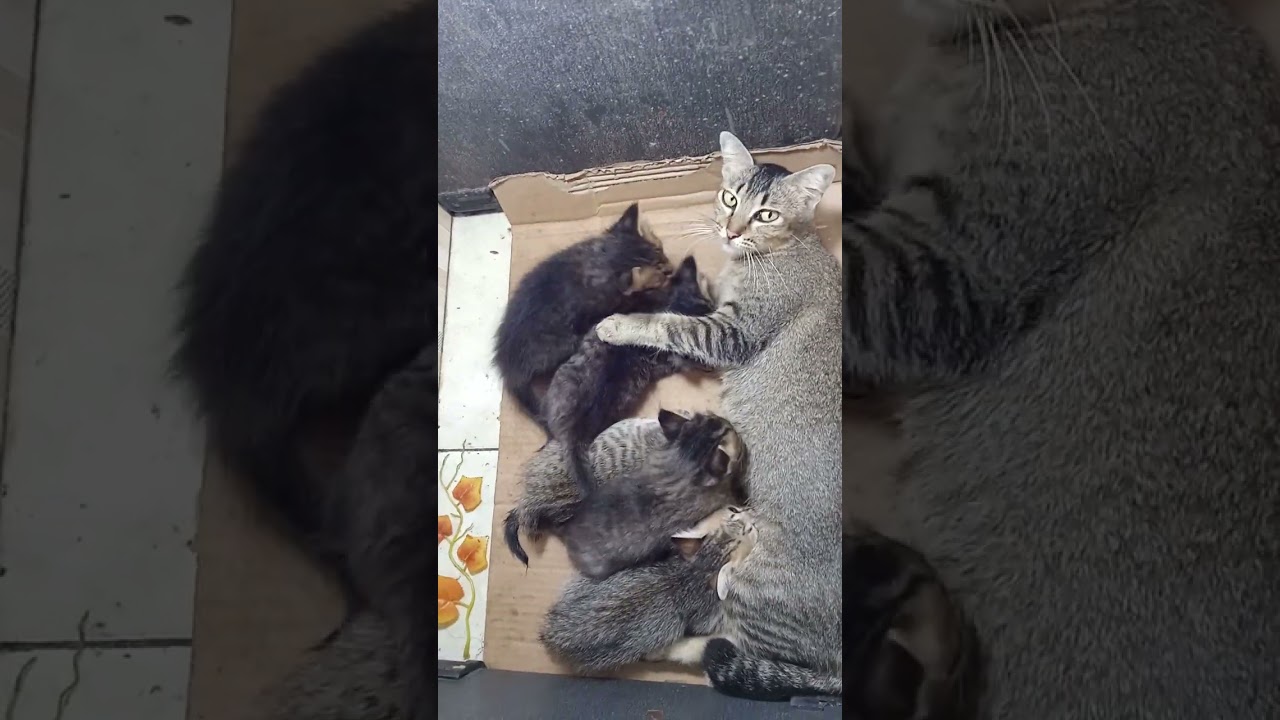 Selalu ribut disaat menyusu. Yang suka kucing pasti nonton sampai tamat. 